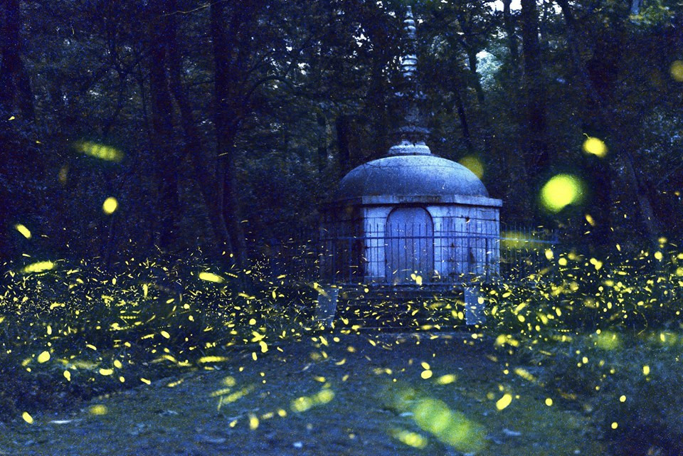 Đom đóm vẽ nên cảnh tượng kỳ ảo bên ngôi đền cổ. (Nguồn: CGTN)