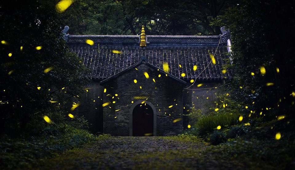Đom đóm vẽ nên cảnh tượng kỳ ảo bên ngôi đền cổ. (Nguồn: CGTN)