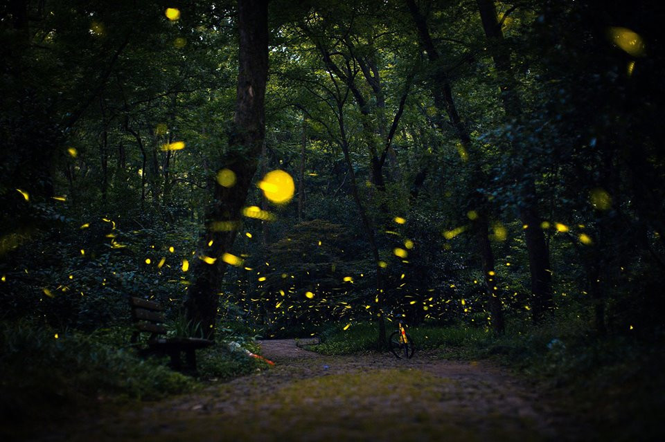 Đom đóm thắp sáng con đường trên núi. (Nguồn: CGTN)