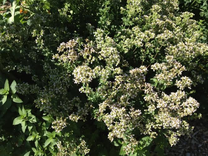  Hoa oregano: Là một trong những loại thảo mộc được ưa chuộng nhất trong các căn bếp trên khắp thế giới, hoa oregano là một phiên bản có mùi vị nhẹ nhàng hơn phần lá cây. (Nguồn: lifehack.org)