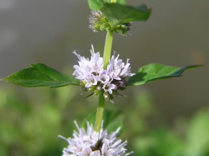  Hoa bạc hà: Cũng giống như lá, hoa bạc hà có mùi thơm và vị cay nhẹ. (Nguồn: lifehack.org)