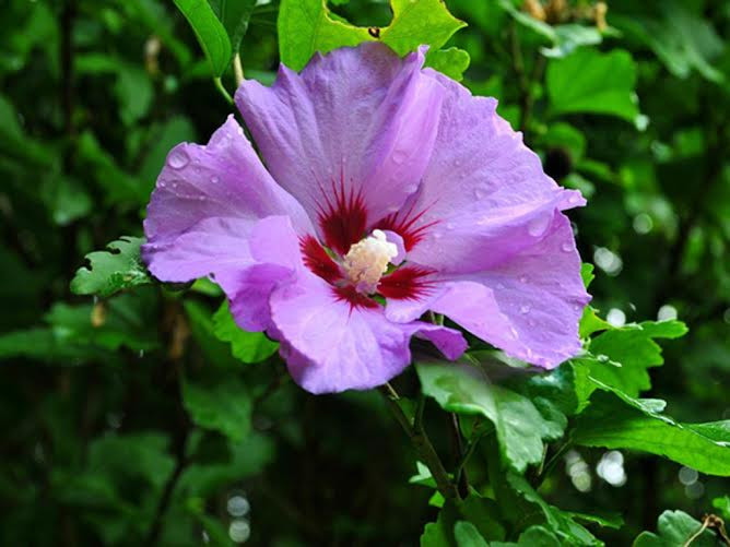  Hoa dâm bụt (hibiscus): Đây là loại hoa dùng để pha trà nổi tiếng. Hoa dâm bụt có vị như quả nam việt quất, và chỉ một vài cánh hoa cũng đủ đem lại hương vị như ý. (Nguồn: lifehack.org)
