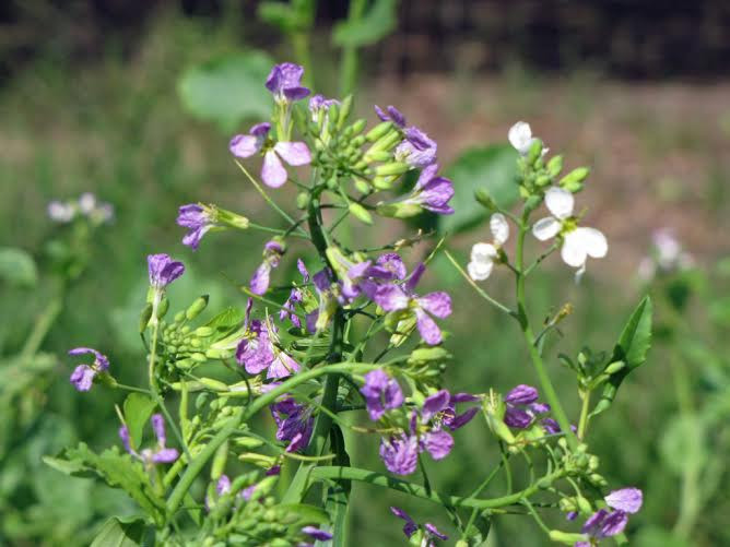  Hoa cải củ: Hoa cải củ có nhiều màu sắc khác nhau, và cũng có cùng vị cay hăng như phần củ. (Nguồn: lifehack.org)