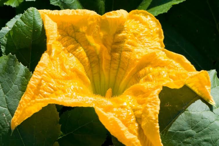  Hoa bí: Hoa bí là lựa chọn tuyệt vời cho các món nhồi. Tuy nhiên, trước khi nhồi nhân vào hoa cần bỏ đi phần nhị, vì phần này có vị đắng và không ăn được. (Nguồn: lifehack.org)