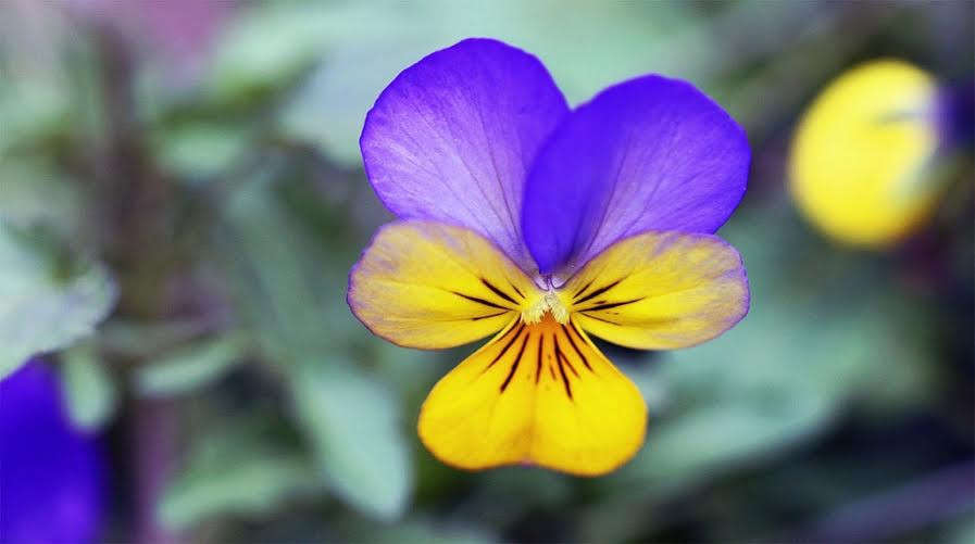  Hoa tím ba màu (viola tricolor, Johnny jump-up): Có màu sắc sặc sỡ đặc trưng, loài hoa này có vị cạy nhẹ như bạc hà, và thường được dùng trong các món rau trộn, mỳ Italy hay đồ uống. (Nguồn: lifehack.org)