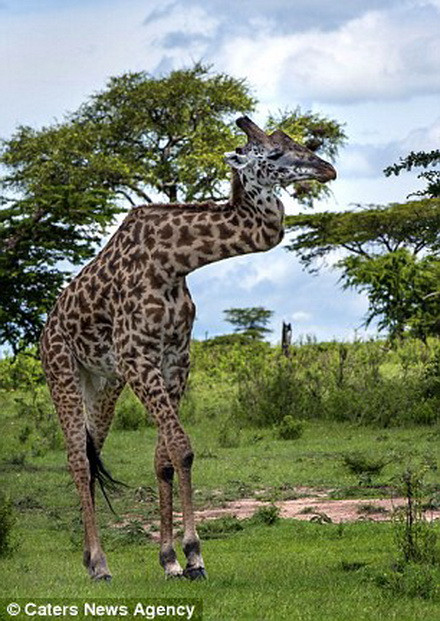 Con hươu cao cổ vẫn sống khỏe mạnh 5 năm nay sau khi bị gẫy cổ. (Nguồn: Caters News Agency)