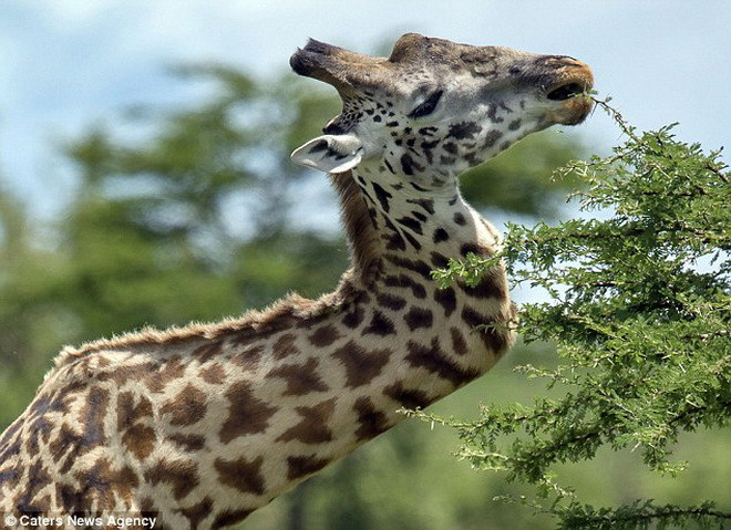 Theo các nhân viên ở công viên quốc gia Serengeti, cổ của chú hươu cao cổ trên đã bị gẫy trong cuộc chiến tranh giành con cái. (Nguồn: Caters News Agency)