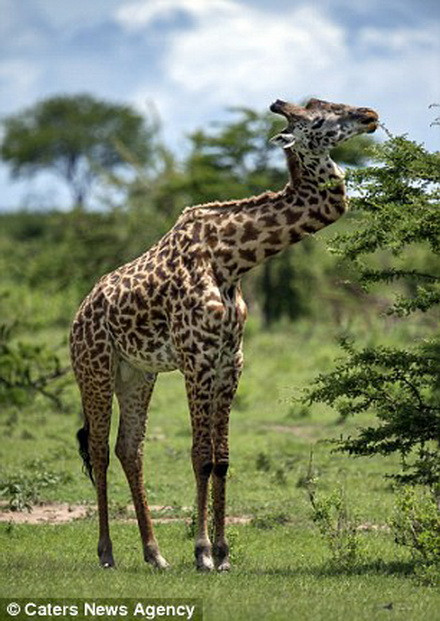 Con hươu cao cổ sống cùng đàn rất thoải mái và nó không hề bị xa lánh. (Nguồn: Caters News Agency)