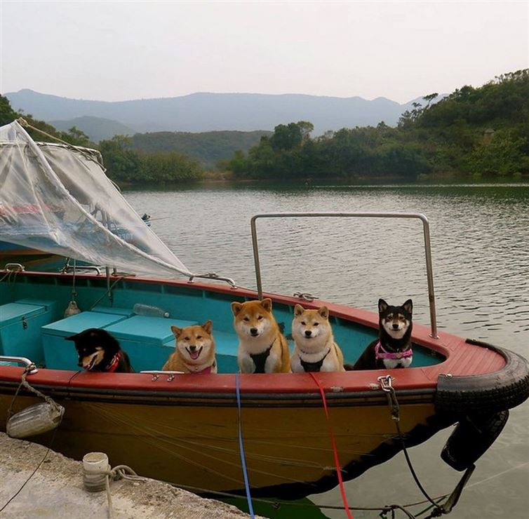 Các chú chó được đi thuyền dã ngoại