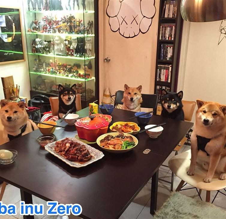 Các chó chó ngồi quây quần bên mâm cơm