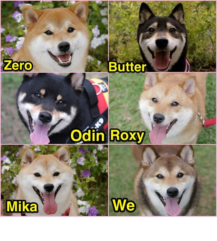 Mới đây, những hình ảnh về một gia đình chó Shiba Inu được tài khoản có tên @zero.mika đăng tải lên Instagram đã nhận được rất nhiều sự quan tâm. (Nguồn: Instagram)