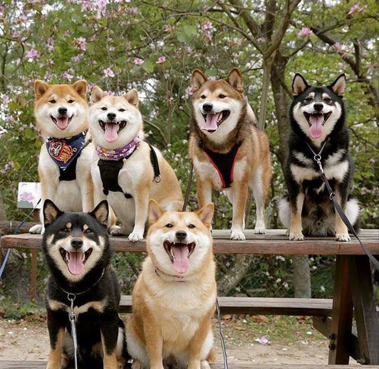 Sáu chú chó Shiba Inu nhận được nhiều sự quan tâm