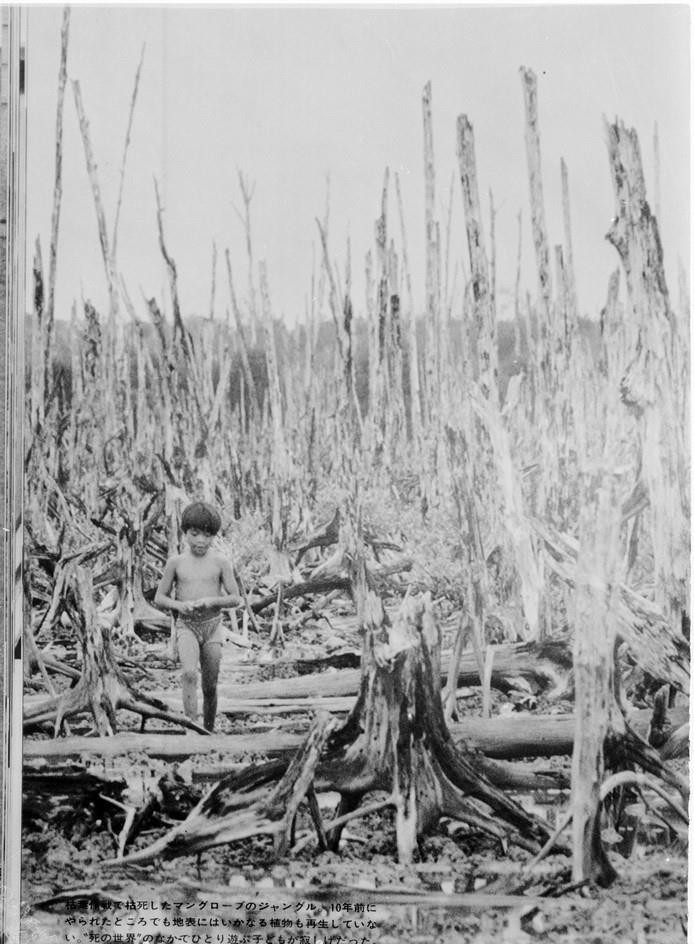 Chất độc da cam/dioxin mà Mỹ rải xuống miền Nam Việt Nam hủy diệt môi trường sống và cây trồng nơi đây, để lại hậu quả đến tận ngày nay. (Ảnh: Tư liệu TTXVN)