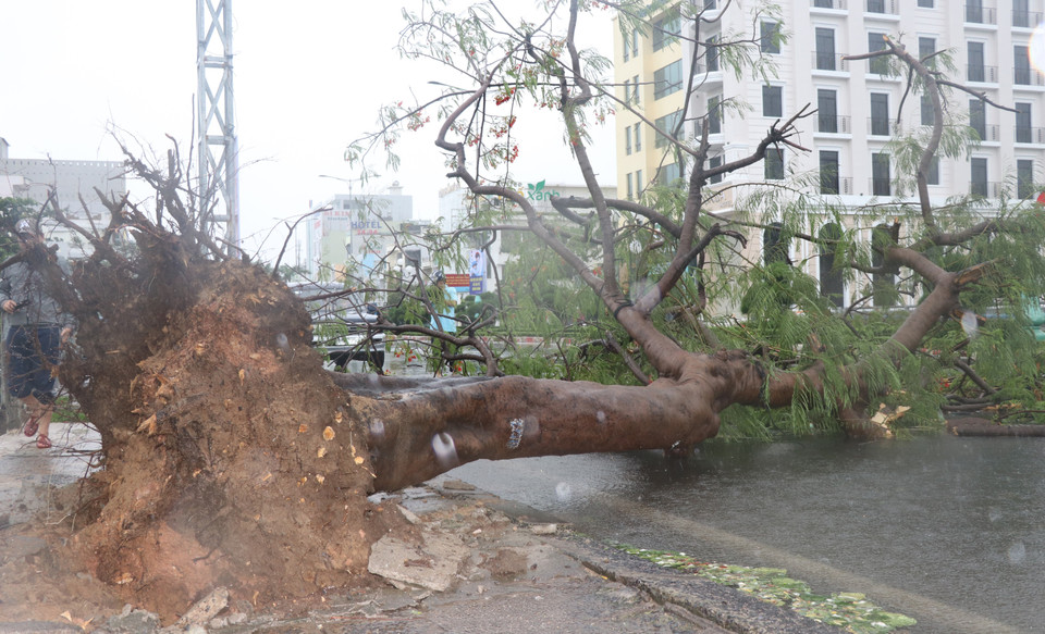 Bão số 12 gây mưa lớn, gió giật mạnh làm nhiều cây xanh ở Phú Yên bật gốc. (Ảnh: Phạm Cường-Xuân Triệu/TTXVN)