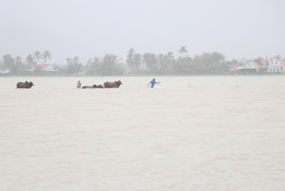 Người dân xã Hòa Mỹ Đông, huyện Tây Hòa, Phú Yên di dời khẩn gia súc đến nơi an toàn do nước lũ dâng cao. (Ảnh: Phạm Cường-Xuân Triệu/TTXVN)