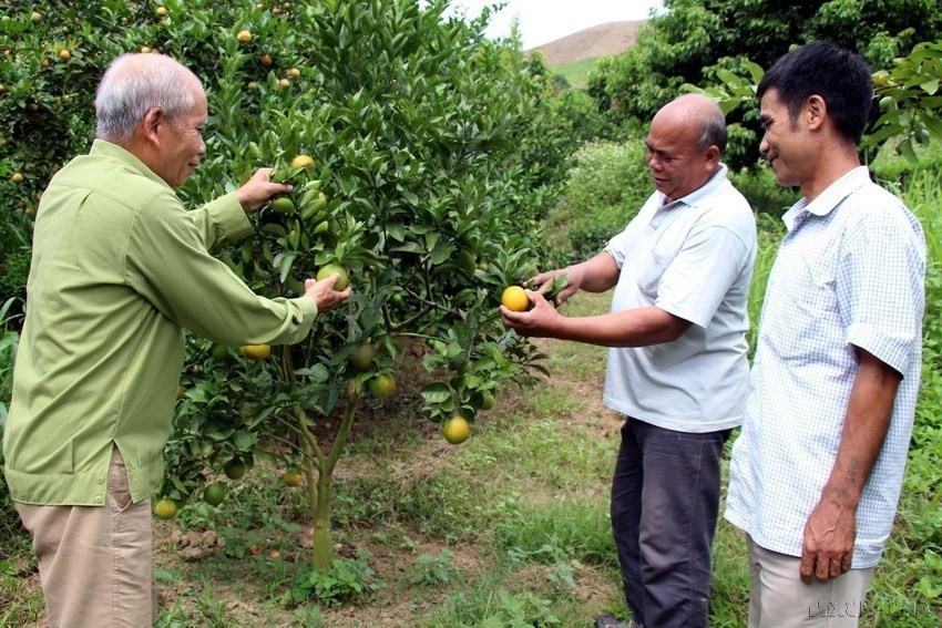 Ông Quàng Văn Hó (sinh năm 1951) là tấm gương điển hình trong phong trào người cao tuổi làm kinh tế giỏi tại tỉnh Sơn La. Với mô hình trồng cây ăn quả trên đất dốc cho năng suất cao, ông được Trung ương Hội Người cao tuổi Việt Nam khen thưởng tại Hội nghị toàn quốc biểu dương người cao tuổi tiêu biểu làm kinh kế giỏi lần thứ 3, tháng 9/2018. (Ảnh: Diệp Anh/TTXVN)