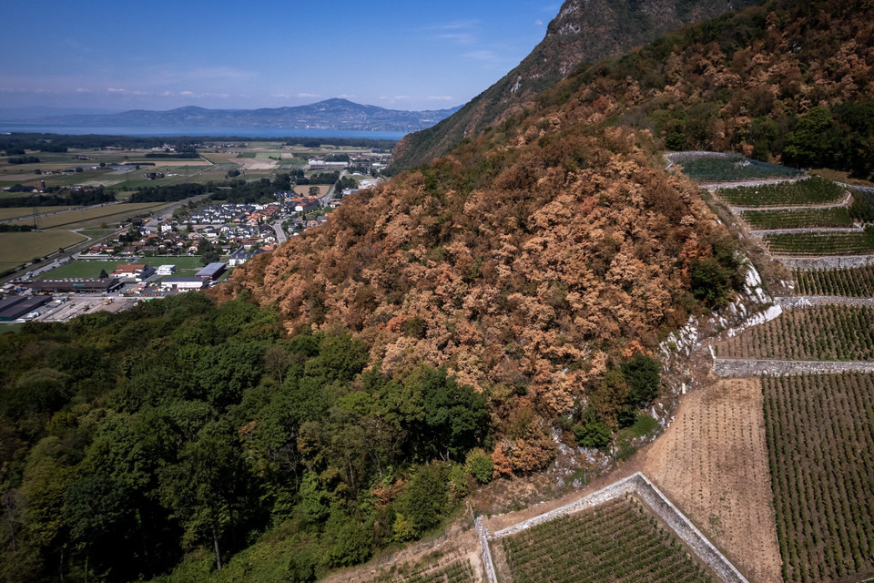  Lá cây chuyển màu vàng do hạn hán tại khu rừng ở Roche, miền tây Thụy Sĩ, ngày 23/8/2022. (Ảnh: AFP/TTXVN)