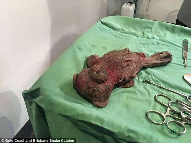 Chú gấu bông đáng thương. (Nguồn: Daily Mail)