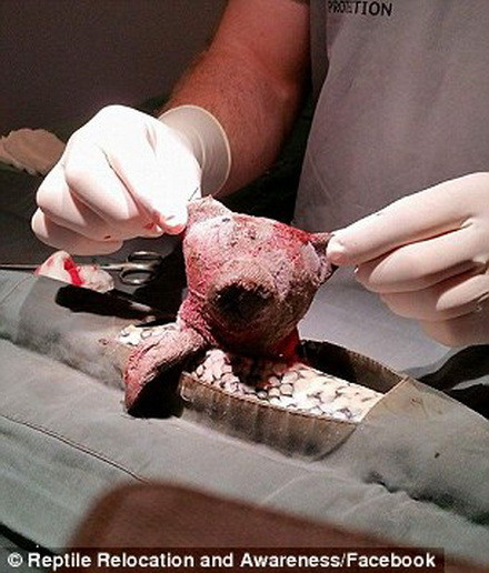 Harrison cũng cho hay, nếu không phẫu thuật kịp thời, con trăn sẽ bị nhiễm trùng ruột và chết. (Nguồn: Daily Mail)