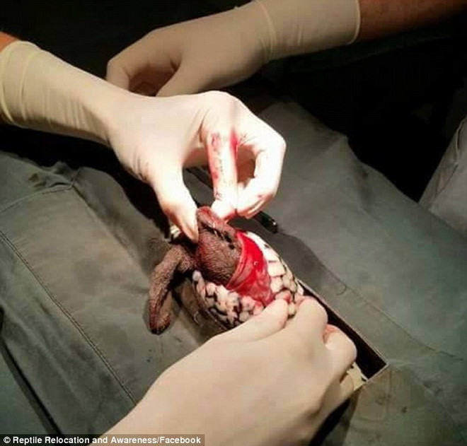 Phẫu thuật để lấy con gấu bông khỏi bụng chú trăn. (Nguồn: Daily Mail)