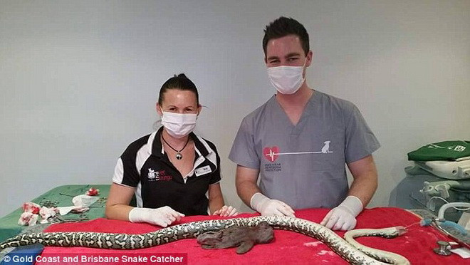 Chuyên gia bắt rắn Tony Harrison đã bắt con trăn trên trong một gia đình ở Gold Coast. (Nguồn: Daily Mail)