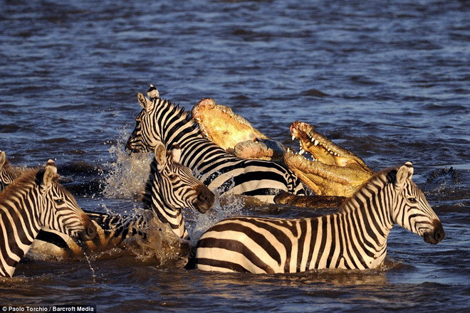 Các con ngựa vằn còn lại vội vã nhanh chóng vượt sông để lại đồng loại xấu xố trong hàm răng sắc nhọn của cá sấu. (Theo Barcroft Media)
