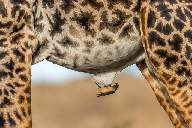 Chú chim oxpecker đậu trên một con hươu cao cổ. (Nguồn: National Geographic)
