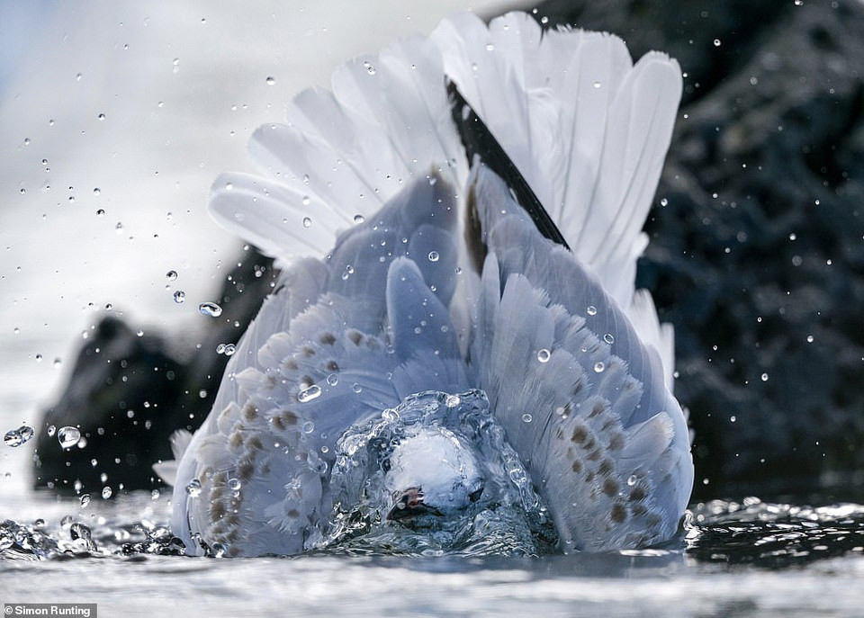Nhiếp ảnh gia Simon Runting giành giải hạng mục ảnh tự nhiên với tác phẩm 'A Red Billed Gull Washing'. (Nguồn: Daily Mail)