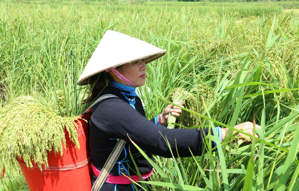 Những bông lúa ngoài nương khi thu hoạch có độ to vừa đủ la công đoạn quan trọng để sản phẩm cốm Bắc Hà được dẻo, ngon. (Ảnh: Quốc Khánh/TTXVN)