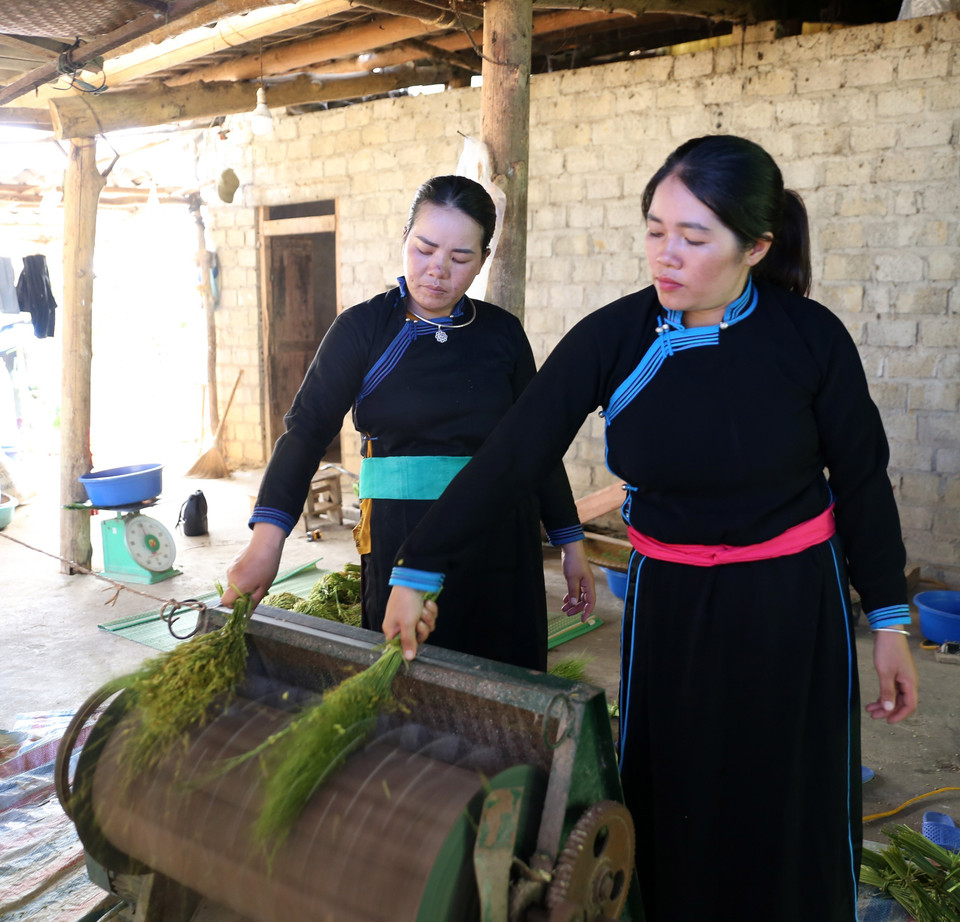 Những bông lúa đủ yêu cầu để làm cốm sẽ được tuốt đều tay để đảm bảo hạt cốm ko bị vỡ. (Ảnh: Quốc Khánh/TTXVN)