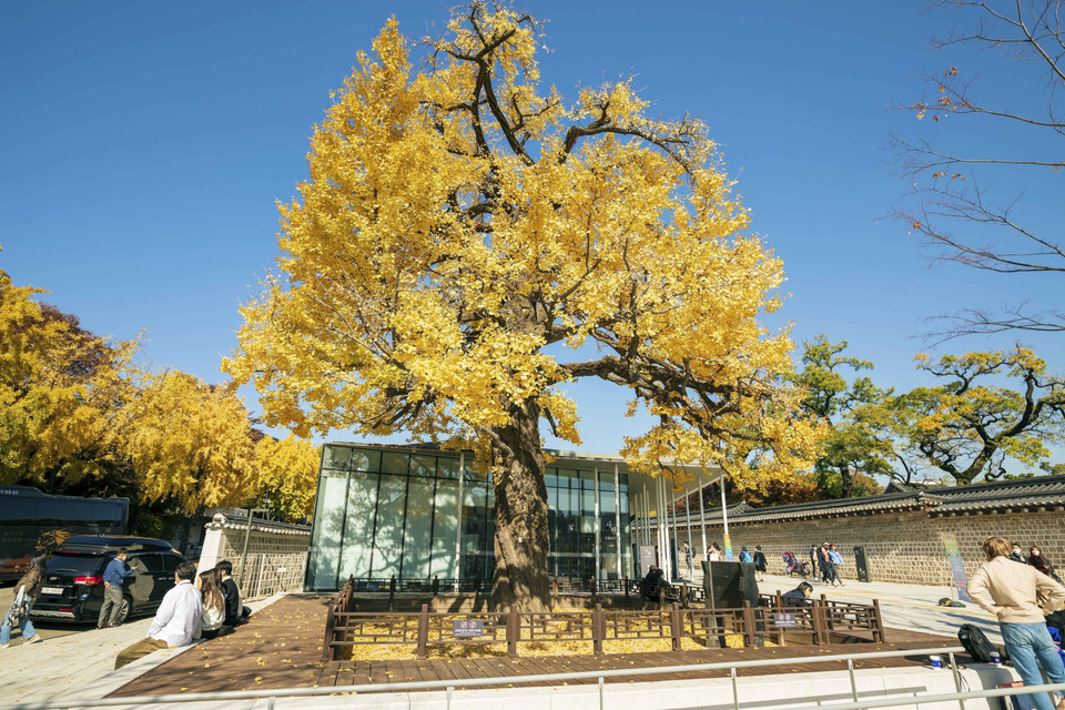 Cây Ngân hạnh cổ có tuổi đời gần 400 năm tại lối vào Cung điện Changdeokgung, Cung lớn thứ 2 ở Thủ đô Seoul. (Ảnh: Anh Nguyên/TTXVN)
