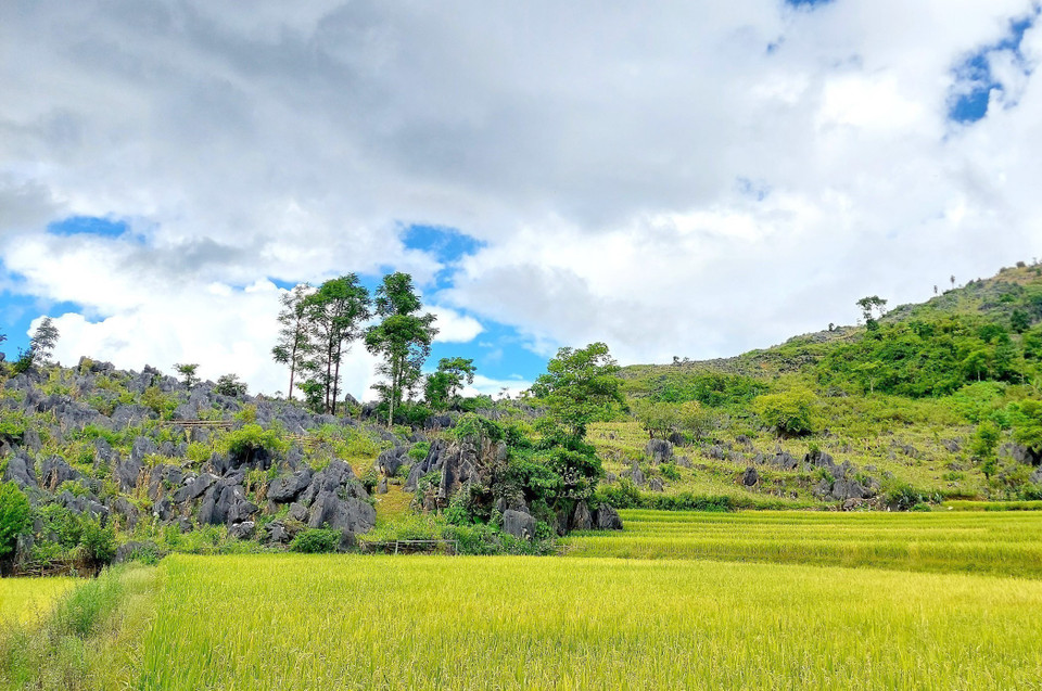 Nằm giữa những vùng đá vôi bao la, cộng đồng người dân tộc Mông tại các xã Tả Phìn, Tả Sìn Thàng, Lao Xả Phình, Xính Phình… từ bao đời nay đã biết chọn mảnh đất bằng phẳng để trồng lúa, phá thế độc canh của cây ngô. (Ảnh: TTXVN phát) 