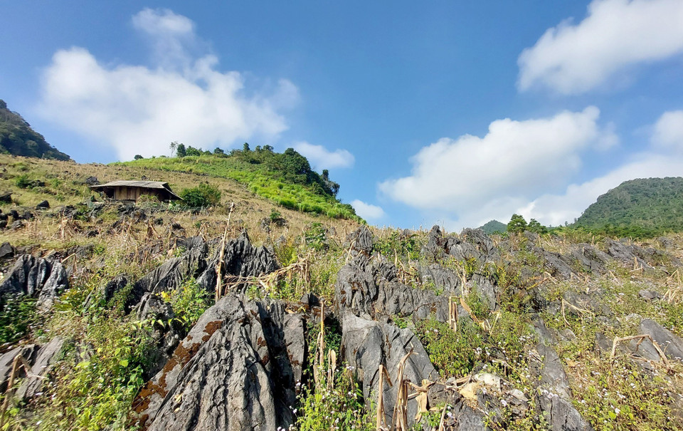 Ngôi nhà của đồng bào Mông nổi bật trên bạt nương đá cổ trồng xen cây ngô đã qua mùa thu hoạch. (Ảnh: TTXVN phát)
