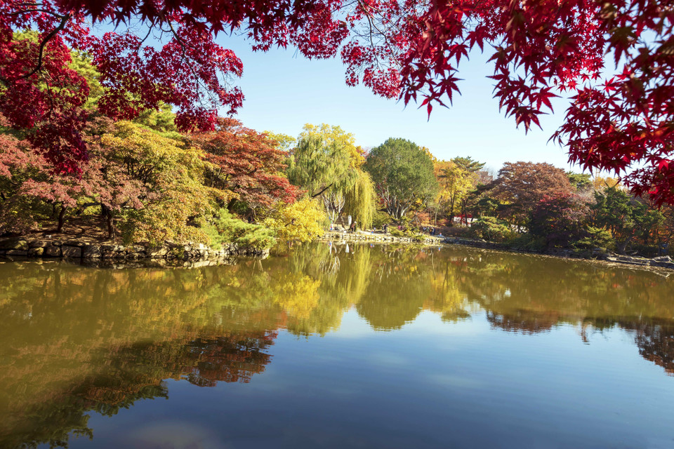 Khung cảnh đậm sắc thu trong khuôn viên Cung điện Changgyeonggung, Cung lớn thứ 3 ở Thủ đô Seoul. (Ảnh: Anh Nguyên/TTXVN)