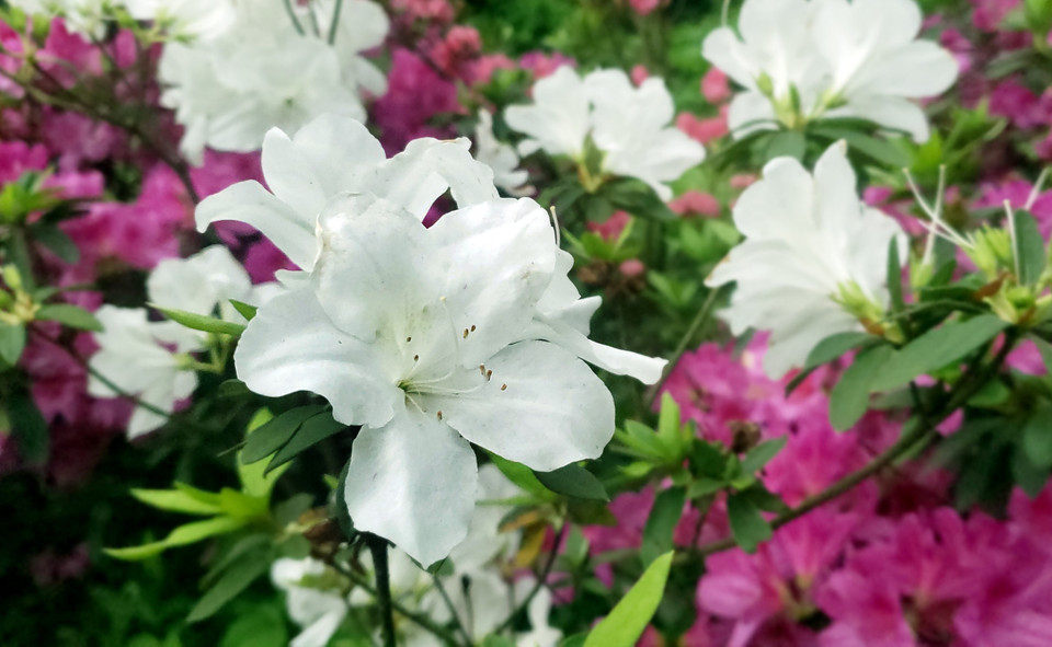 Hoa đỗ quyên trắng là một trong nhiều màu hoa được thấy nhiều ở Tam Đảo. (Ảnh: Hoàng Hùng/TTXVN)