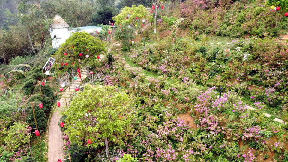 Hoa đỗ quyên nở rộ ở khu đồi Vương quốc hoa đỗ quyên thuộc thôn Đồng Bùa, xã Tam Quan, huyện Tam Đảo. (Ảnh: Hoàng Hùng/TTXVN)