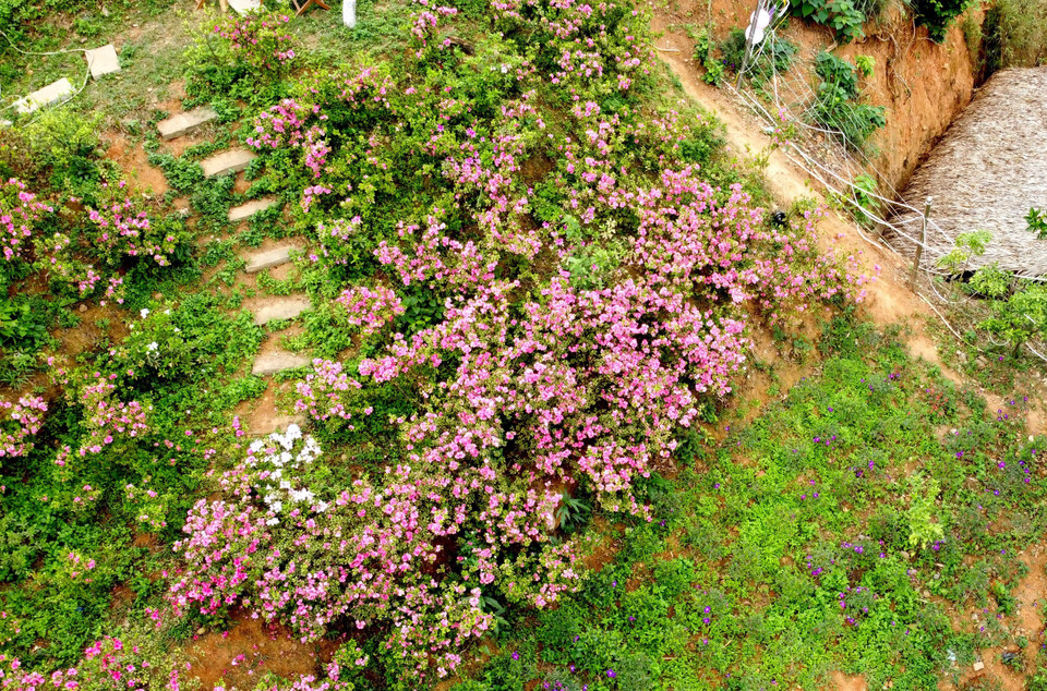 Hoa Đỗ quyên nở rộ ở khu đồi Vương quốc hoa đỗ quyên thuộc thôn Đồng Bùa, xã Tam Quan, huyện Tam Đảo. (Ảnh: Hoàng Hùng/TTXVN)