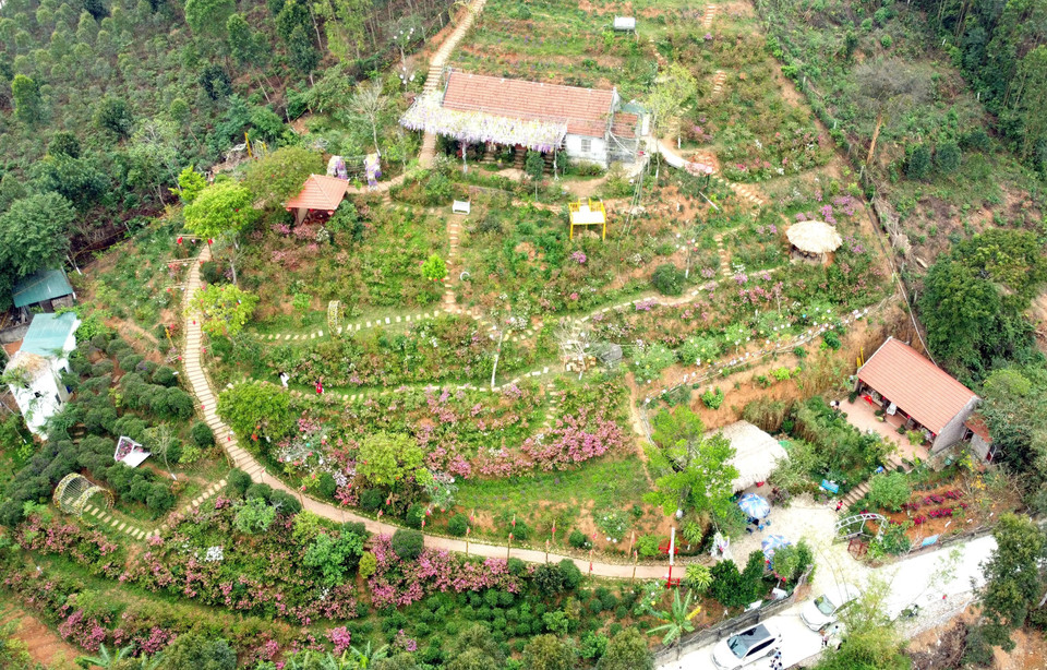 Khu đồi Vương quốc hoa đỗ quyên tại thôn Đồng Bùa, xã Tam Quan, huyện Tam Đảo là nơi thu hút nhiều khách tham quan tới thưởng ngoạn vẻ đẹp của hoa đỗ quyên - loài hoa báo Xuân thường khoe sắc mỗi độ Tết đến, Xuân về. (Ảnh: Hoàng Hùng/TTXVN)