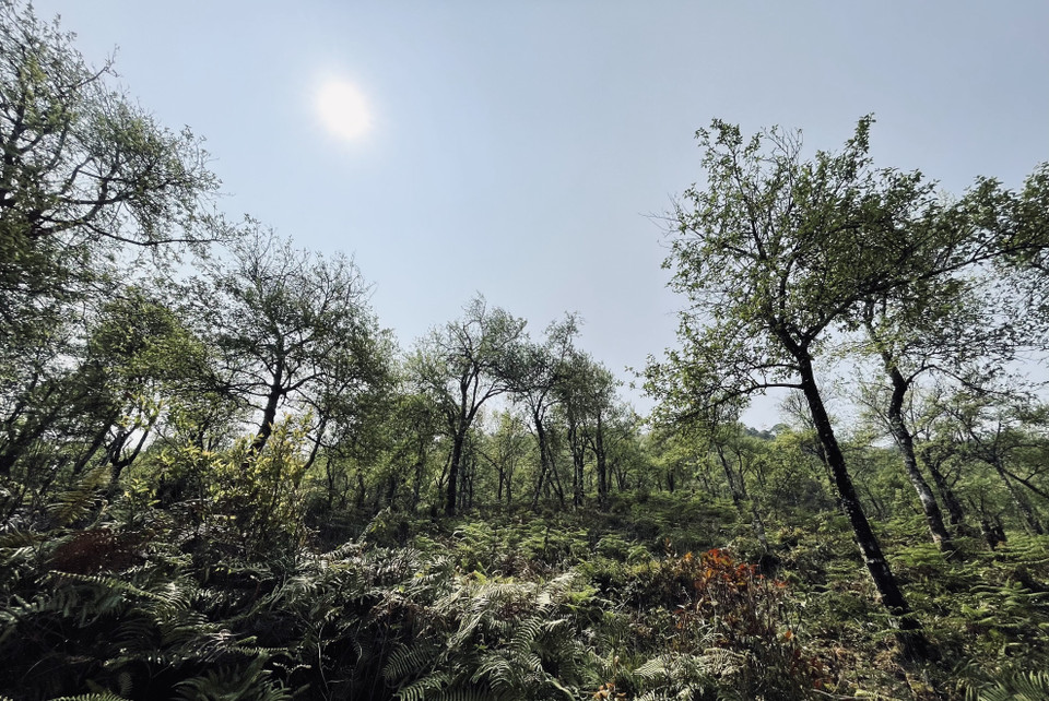 Nơi đây được coi là thủ phủ của cây táo mèo và là nguồn thu nhập chính của bà con người Mông. (Ảnh: Tuấn Anh/TTXVN)