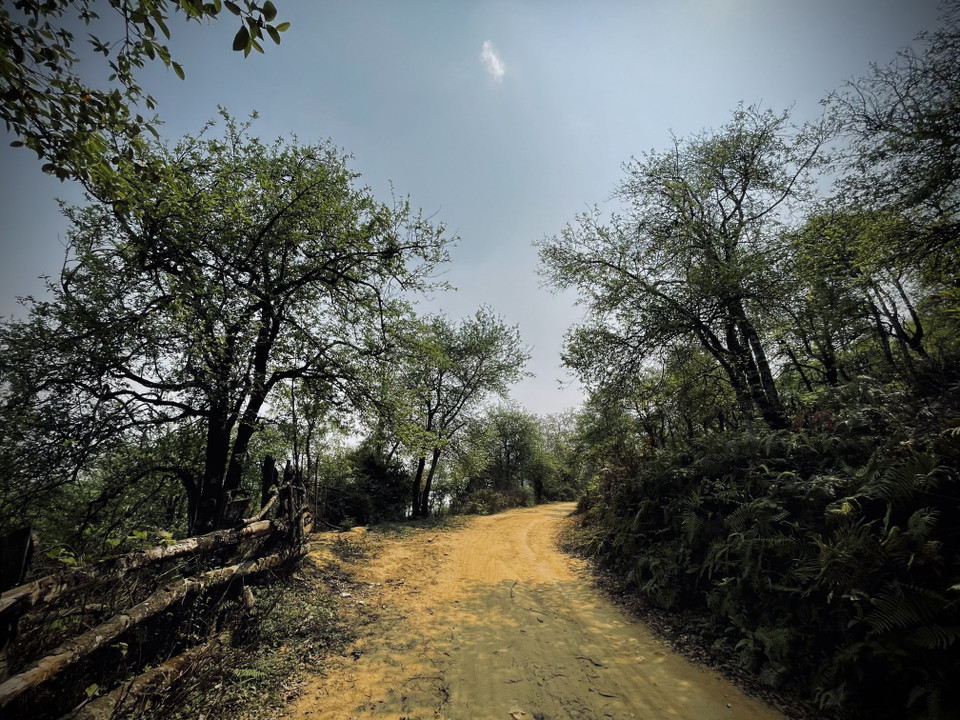 Dọc 2 bên đường có rất nhiều cây táo mèo có tuổi đời hơn 100 tuổi. (Ảnh: Tuấn Anh/TTXVN)