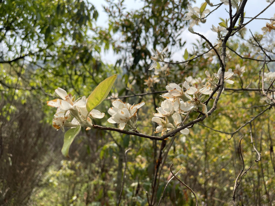 Hoa táo mèo trên đỉnh Lùng Cúng thường nở rộ vào tháng ba hàng năm. (Ảnh: Tuấn Anh/TTXVN)