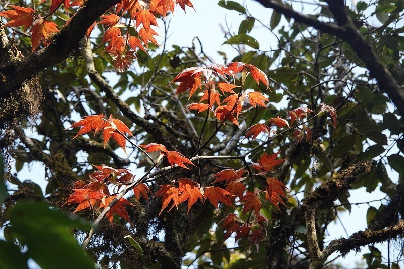 Cây phong lá đỏ tại đỉnh Lùng Cúng. (Ảnh: Tuấn Anh/TTXVN)