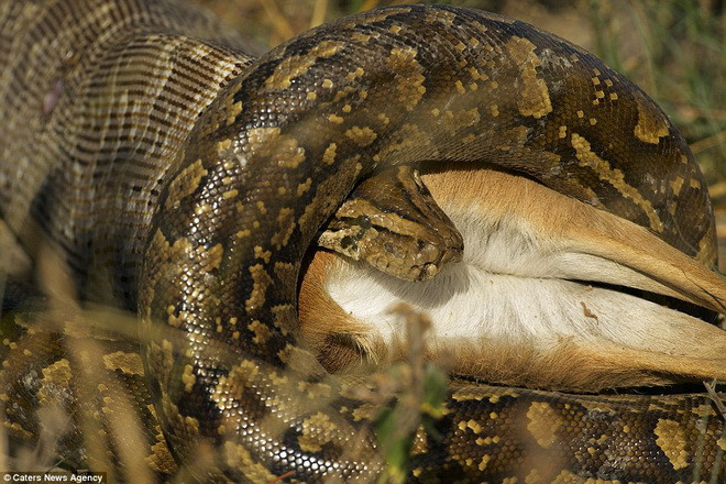 Con trăn siết chặt con mồi. (Nguồn: Caters News Agency)
