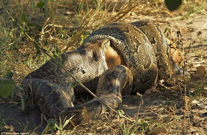 Sau khi siết chặt và làm yếu con mồi, con trăn bắt đầu nuốt chửng. (Nguồn: Caters News Agency)