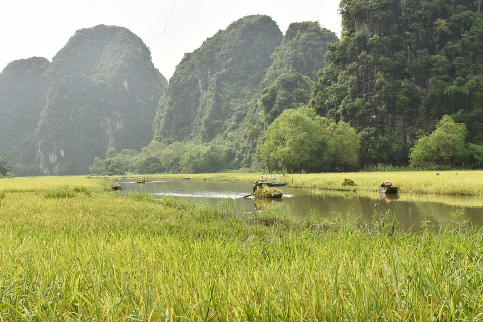 Người dân Tam Cốc thu hoạch thành quả lao động sau nhiều thời gian chăm sóc. (Ảnh: Đức Phương/TTXVN)