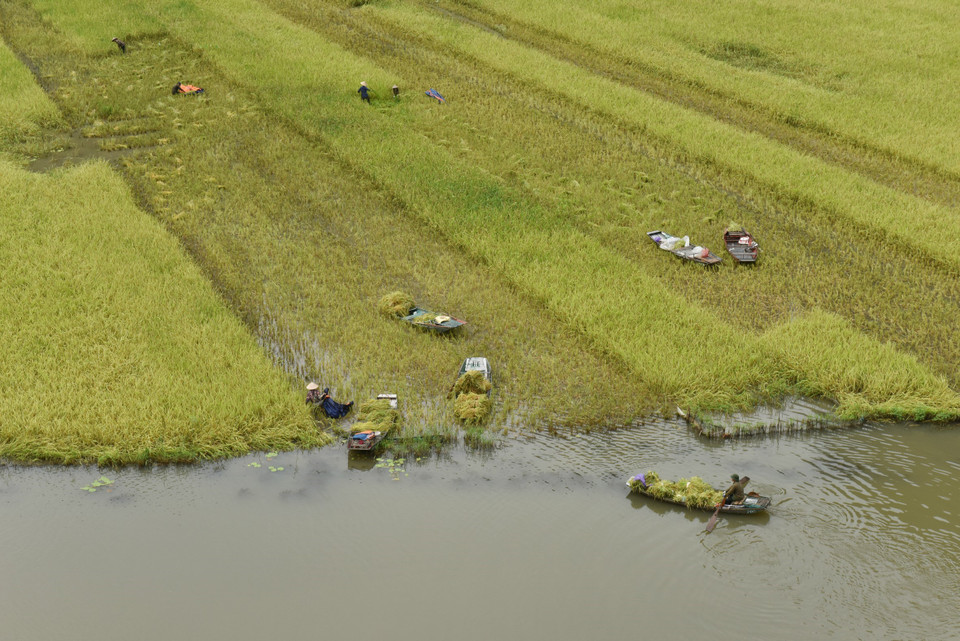 Người dân Tam Cốc thu hoạch thành quả lao động sau nhiều thời gian chăm sóc. (Ảnh: Đức Phương/TTXVN)