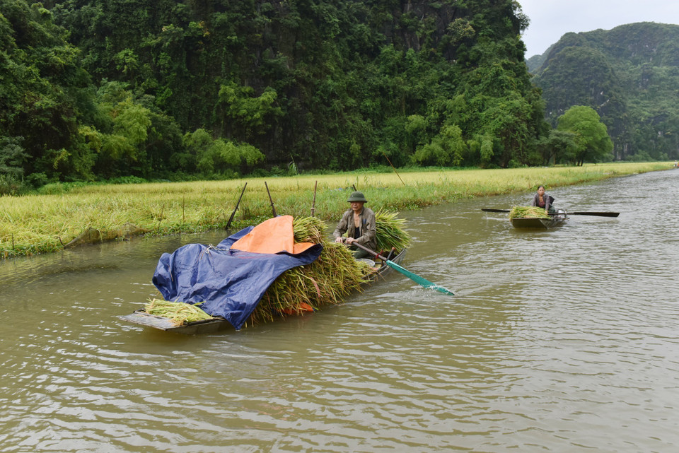 Người dân Tam Cốc thu hoạch thành quả lao động sau nhiều thời gian chăm sóc. (Ảnh: Đức Phương/TTXVN)