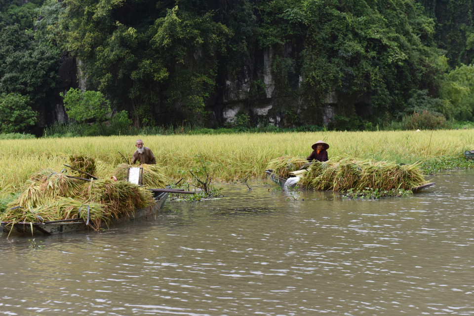 Người dân Tam Cốc thu hoạch thành quả lao động sau nhiều thời gian chăm sóc. (Ảnh: Đức Phương/TTXVN)