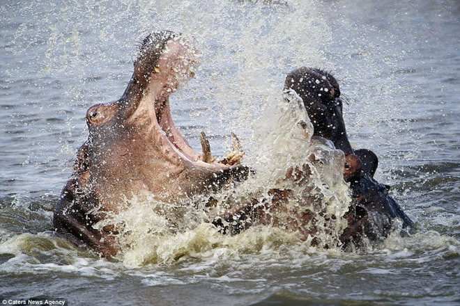 Hai con mà mã dùng miệng hét lớn để dọa dẫm đối phương. (Nguồn: Caters News Agency)