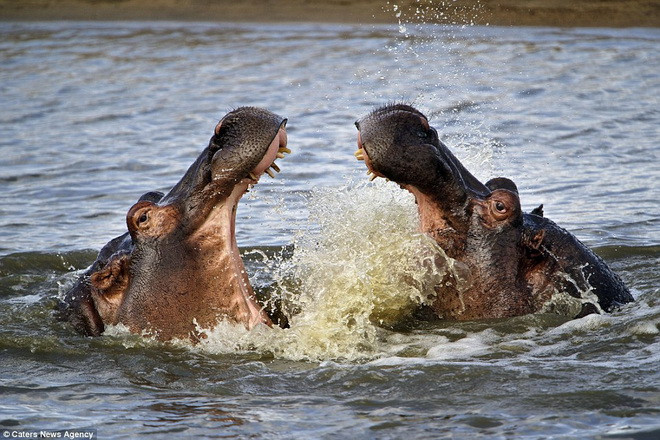 Mỗi con hà mã nặng tới 1,5 tấn. (Nguồn: Caters News Agency)